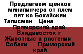 Предлагаем щенков минипинчера от плем.пит-ка Бохайский Талисман › Цена ­ 10 000 - Приморский край, Владивосток г. Животные и растения » Собаки   . Приморский край